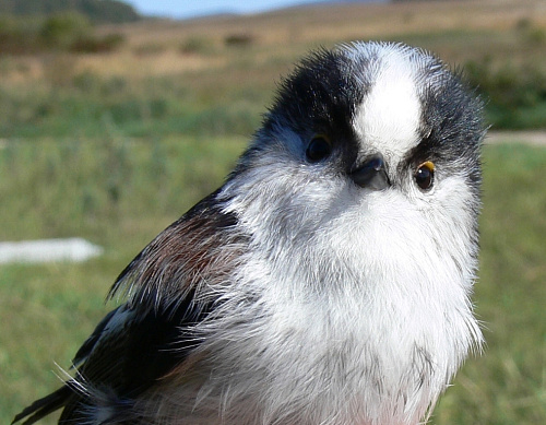 ������������� ������